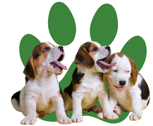 dogs