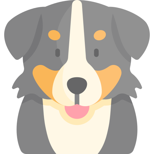 bernese-mountain